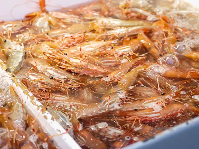 How long to boil shrimp frozen