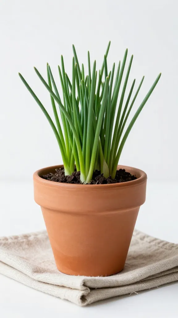 chives in short terra-cotta pot on linen napkin