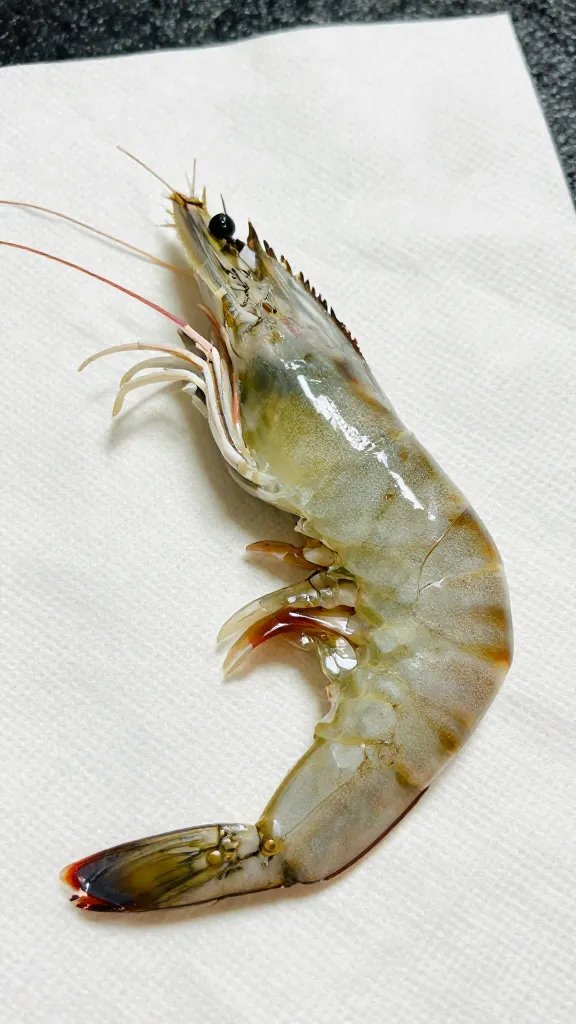 single tail-on shrimp drying on paper towel